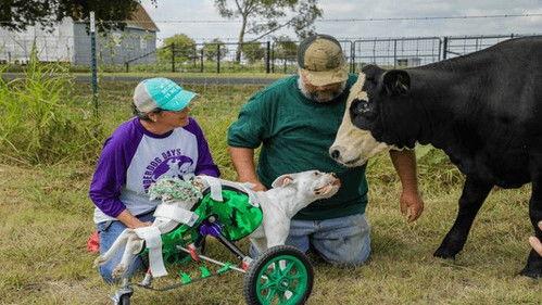 The Wizard of Paws Season 3 Episode 6 - Penelopes