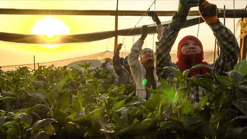 Our World Season 12 Episode 31 - Who Cares About Israel's Thai Workers?