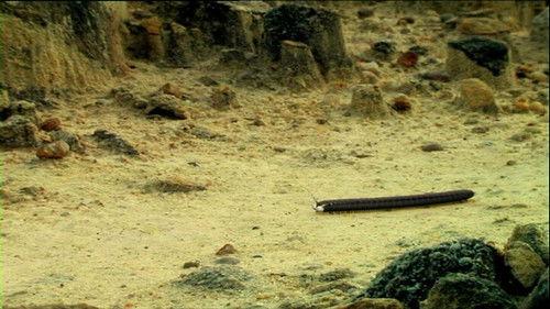 Minuscule: The Private Life of Insects Season 1 Episode 38 - Yellow