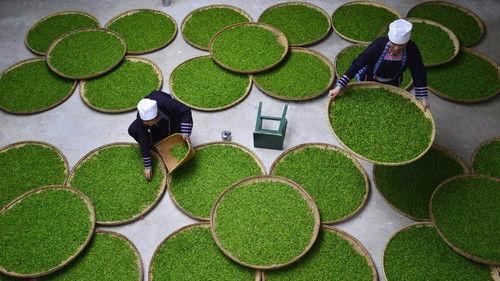 Tea: Story of the Leaf Season 1 Episode 2 - Episode 2