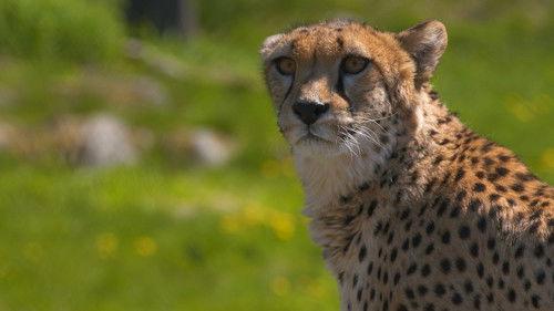 Dyrepasserne Season 10 Episode 1 - Episode 1