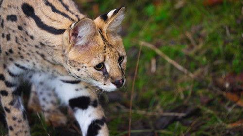 Dyrepasserne Season 14 Episode 11 - Serval fra beslag