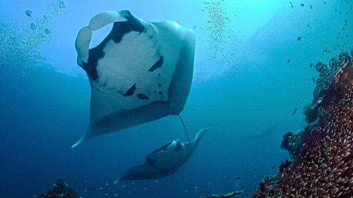 Wild Hawaii Season 1 Episode 2 - Secrets of the Deep