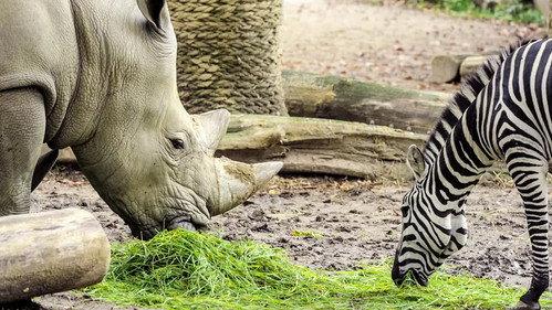 Het Echte Leven in de ZOO Season 1 Episode 8 - Episode 8