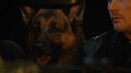 Hudson & Rex Season 4 Episode 10 - Blood & Diamonds