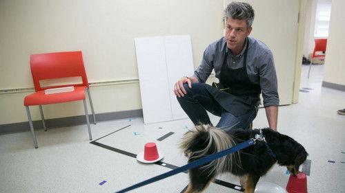 Going Deep with David Rees Season 2 Episode 1 - How to Pet a Dog