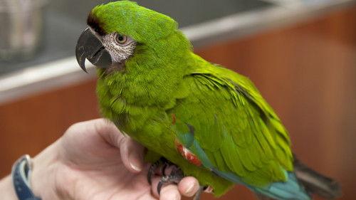 Dr. K's Exotic Animal ER Season 5 Episode 8 - A Perfect Storm