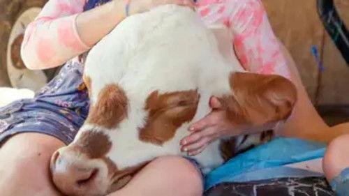 The Wizard of Paws Season 5 Episode 6 - Super Cow