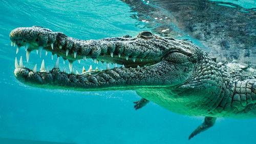 Natural World Season 39 Episode 7 - Wild Cuba: A Caribbean Journey (1)