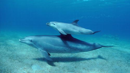 Nature Season 44 Episode 8 - Parenthood: Oceans