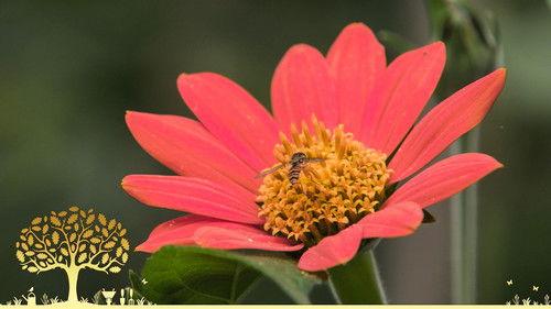 Gardeners' World Season 54 Episode 20 - Episode 20