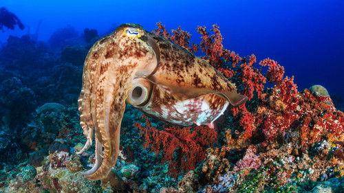 Nature Season 34 Episode 7 - Natural Born Hustlers: Staying Alive