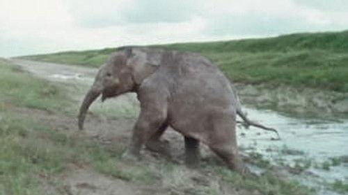 Poly Season 8 Episode 1 - Episode 1