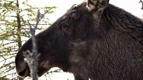 Den stora älgvandringen Season 1 Episode 10 - Slow tv day 10