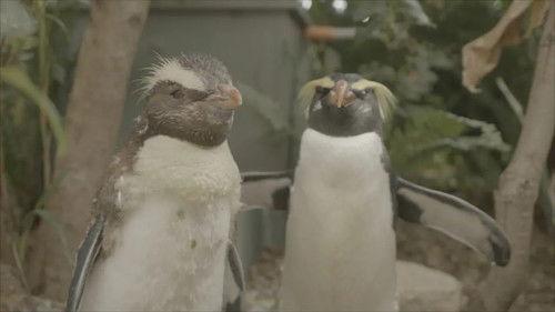 Taronga: Who's Who in the Zoo Season 6 Episode 10 - Bongo Blood Draw