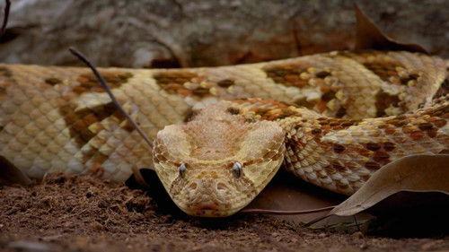 World's Most Toxic Animals Season 1 Episode 1 - Deserts & Oceans