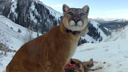 Natural World Season 35 Episode 7 - Mountain Lions: Big Cats in High Places