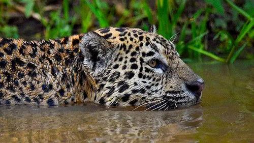 Gold Rush: Parker's Trail Season 7 Episode 6 - Hard Rock Holy Grail