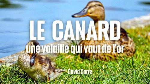 Le Doc du dimanche Season 9 Episode 9 - Episode 9