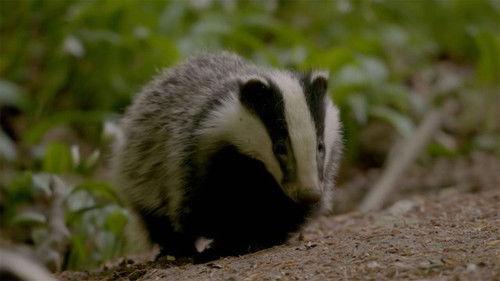 Wild Great Britain Season 1 Episode 4 - Town And Country