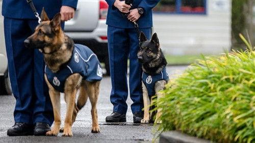 Dog Squad Puppy School Season 2 Episode 10 - Episode 10