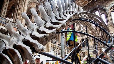 Horizon Season 54 Episode 11 - Dippy and the Whale