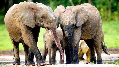 Natural World Season 29 Episode 14 - Forest Elephants - Rumbles in the Jungle