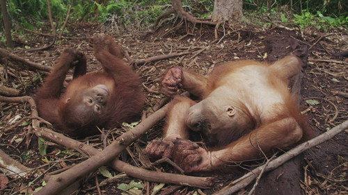 Orangutan Jungle School Season 2 Episode 10 - Born to Be Wild