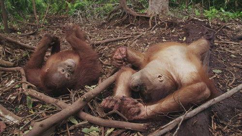 Orangutan Jungle School Season 2 Episode 10 - Born to Be Wild