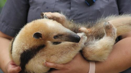 Secrets of the Zoo: Tampa Season 4 Episode 6 - Wake Me Up Before You Bongo