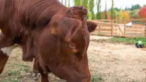 The Wizard of Paws Season 5 Episode 3 - Saving Amelia