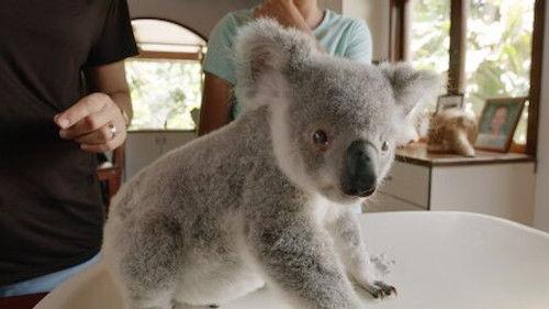 Izzy's Koala World Season 1 Episode 7 - Leia's Ready for Release