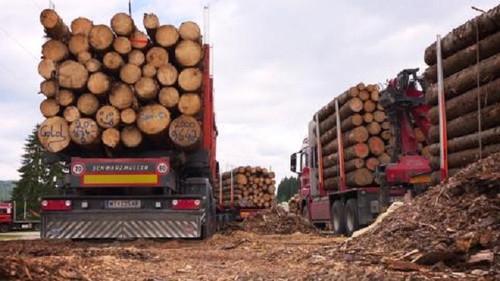 Asphalt-Cowboys Season 10 Episode 6 - The yucca palm tree