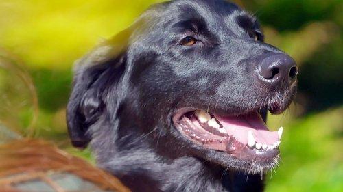 The Dog House Season 1 Episode 4 - Episode 4