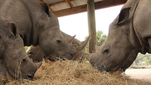 Secrets of the Zoo: Tampa Season 4 Episode 4 - Crash Course