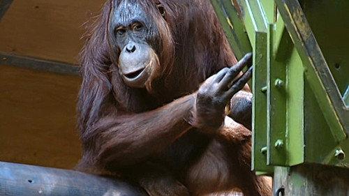 Monkey Business Season 7 Episode 4 - Episode 4