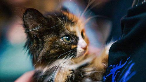 Odd Squad Season 5 Episode 17 - Part of the Furniture