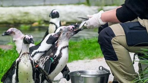 Het Echte Leven in de ZOO Season 1 Episode 6 - Episode 6