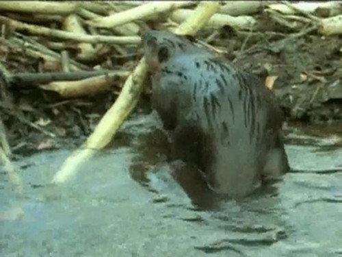 Modern Marvels Season 11 Episode 11 - Nature's Engineers