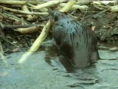 Modern Marvels Season 11 Episode 11 - Nature's Engineers