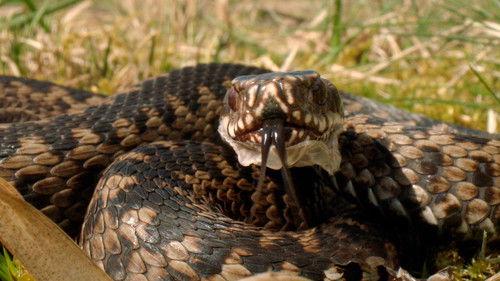 Expeditionen ins Tierreich Season 2 Episode 4 - Episode 4