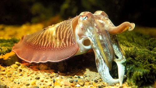 Nature Season 14 Episode 2 - Incredible Suckers