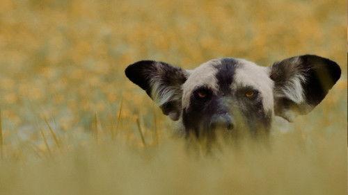 Nature Season 43 Episode 10 - Sanctuary | Katavi: Africa's Fallen Paradise