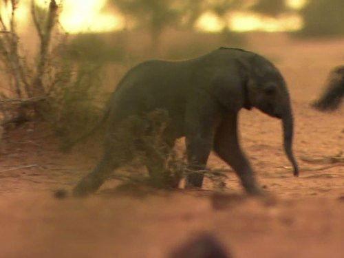 Great Migrations Season 1 Episode 4 - Feast or Famine