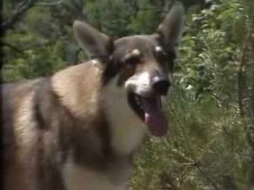 The Littlest Hobo Season 4 Episode 3 - Back to Nature