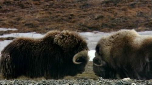 Wild Russia Season 1 Episode 5 - Arctic