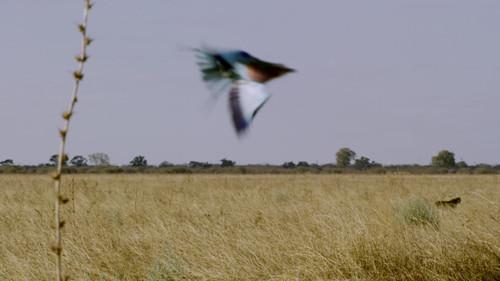 Africa's Deadliest Season 4 Episode 4 - Super Powers