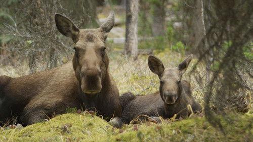 Natural World Season 36 Episode 2 - Meet the Moose Family