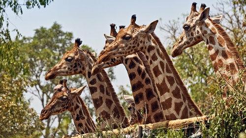 Natural World Season 36 Episode 6 - Giraffes: Africa's Gentle Giants