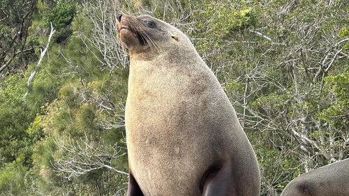 Taronga: Who's Who in the Zoo Season 6 Episode 9 - Seal Survey